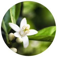 Neroli